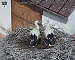 Capi_Dubne_20260630_095503.jpg