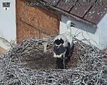Capi_Dubne_20260630_100503.jpg