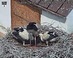 Capi_Dubne_20260630_101003.jpg