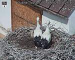 Capi_Dubne_20260630_102503.jpg