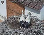 Capi_Dubne_20260630_103003.jpg