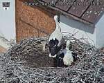 Capi_Dubne_20260630_103503.jpg