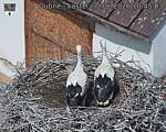 Capi_Dubne_20260630_104503.jpg