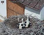 Capi_Dubne_20260630_105003.jpg