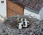 Capi_Dubne_20260630_105503.jpg