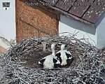 Capi_Dubne_20260630_110003.jpg