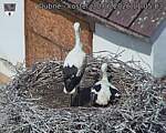 Capi_Dubne_20260630_110503.jpg