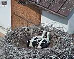 Capi_Dubne_20260630_111003.jpg