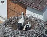 Capi_Dubne_20260630_111503.jpg