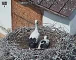 Capi_Dubne_20260630_112003.jpg