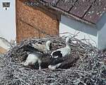 Capi_Dubne_20260630_112503.jpg