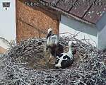Capi_Dubne_20260630_113003.jpg