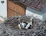 Capi_Dubne_20260630_113503.jpg