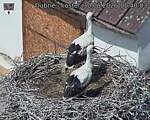 Capi_Dubne_20260630_114003.jpg