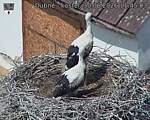 Capi_Dubne_20260630_114503.jpg