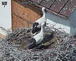 Capi_Dubne_20260630_115004.jpg