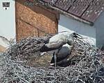 Capi_Dubne_20260630_124503.jpg