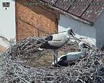 Capi_Dubne_20260630_125503.jpg