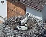Capi_Dubne_20260630_130003.jpg