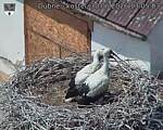 Capi_Dubne_20260630_130503.jpg