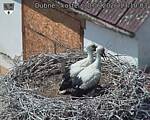 Capi_Dubne_20260630_131003.jpg