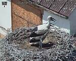 Capi_Dubne_20260630_131503.jpg