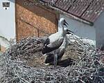 Capi_Dubne_20260630_132003.jpg