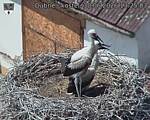 Capi_Dubne_20260630_132503.jpg