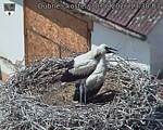 Capi_Dubne_20260630_133003.jpg