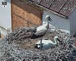 Capi_Dubne_20260630_133503.jpg