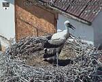 Capi_Dubne_20260630_134003.jpg
