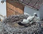 Capi_Dubne_20260630_134503.jpg