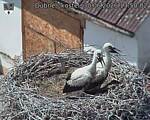 Capi_Dubne_20260630_135002.jpg