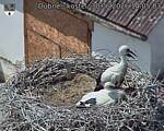 Capi_Dubne_20260630_140503.jpg