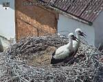 Capi_Dubne_20260630_141502.jpg
