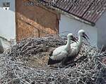 Capi_Dubne_20260630_142503.jpg