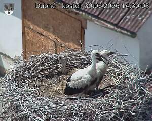 Capi_Dubne_20260630_143003.jpg (1350&nbsp;x&nbsp;1080)