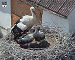 Capi_Dubne_20260630_145003.jpg