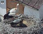 Capi_Dubne_20260630_145503.jpg