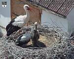 Capi_Dubne_20260630_150003.jpg