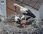 Capi_Dubne_20260630_152503.jpg