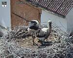 Capi_Dubne_20260630_154003.jpg