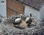 Capi_Dubne_20260630_154503.jpg