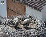 Capi_Dubne_20260630_160010.jpg