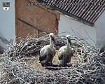 Capi_Dubne_20260630_162042.jpg