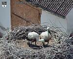 Capi_Dubne_20260630_162521.jpg