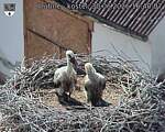 Capi_Dubne_20260630_164007.jpg