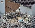 Capi_Dubne_20260630_165057.jpg