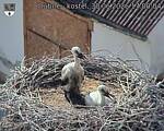 Capi_Dubne_20260630_170004.jpg