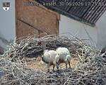 Capi_Dubne_20260630_172508.jpg